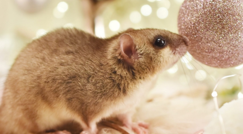 December: Téli éjszaka