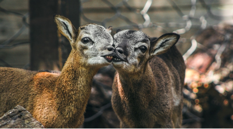 Állati család